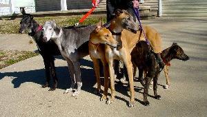 Greyhound ResQ Rally Team